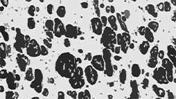 Structure - Property Relationships in Polyolefins